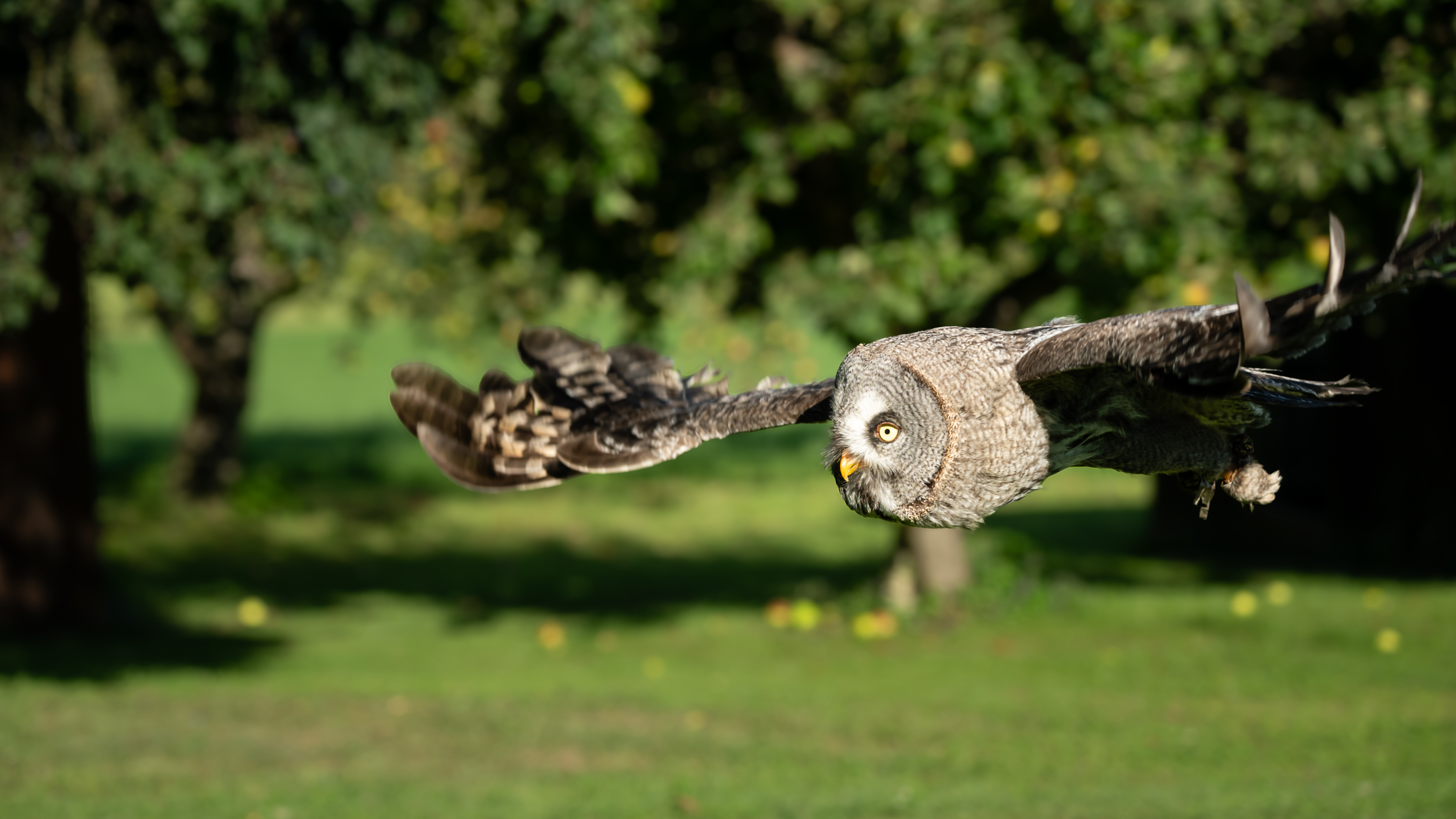 Falknereihof Haging 2512